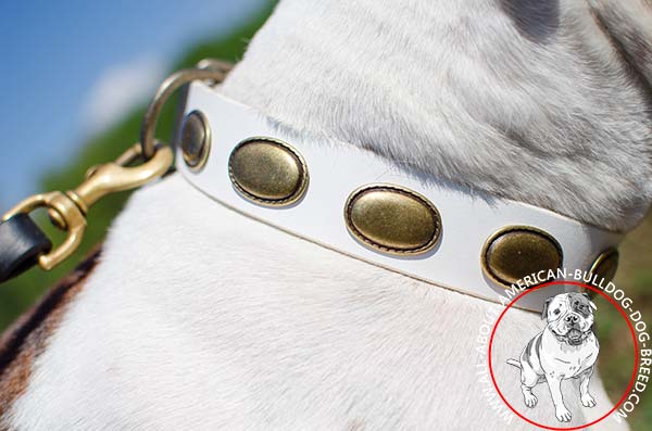Vintage brass decorations on white American Bulldog collar