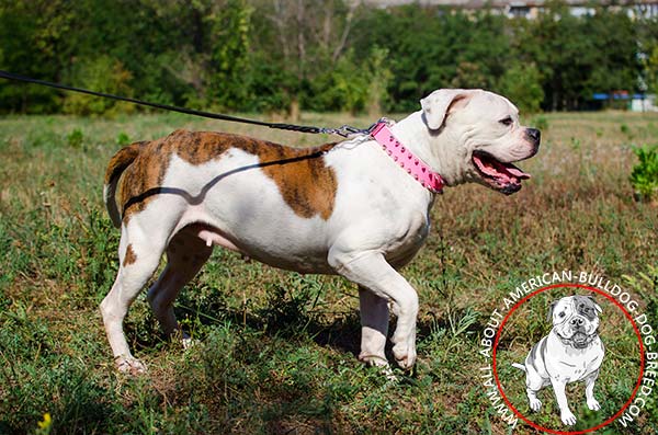 Superior walking American Bulldog collar in pink collar