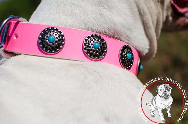 Elegant decorations on American Bulldog collar