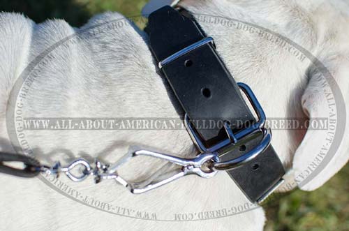 Nickel plated fittings for American Bulldog collar