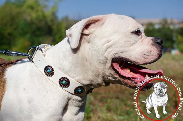 Deluxe white decorated leather American Bulldog collar