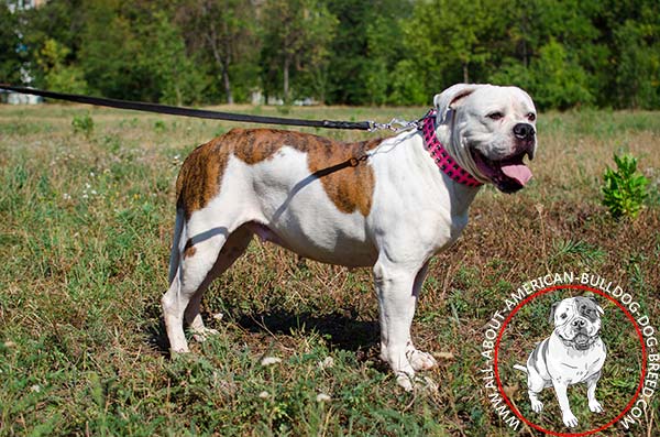 Glamorous girlish pink American Bulldog collar