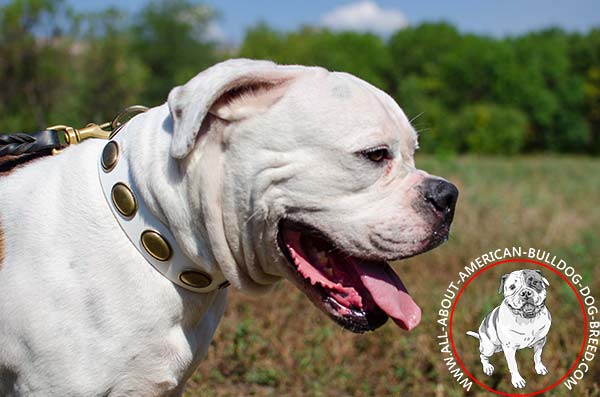 Genuine leather American Bulldog collar for walking