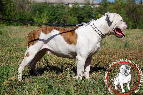 High-quality white natural leather American Bulldog collar