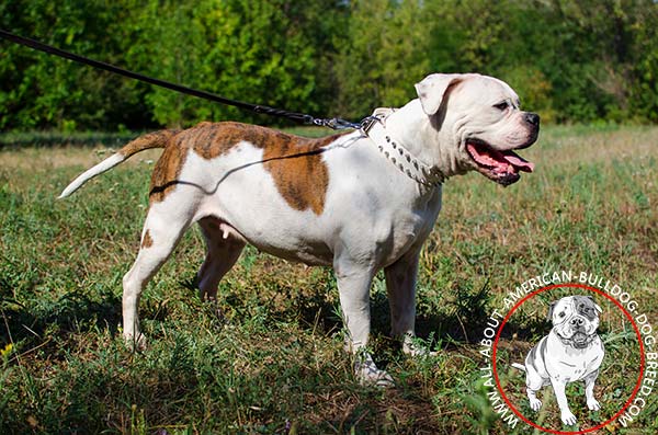 White spiked collar for American Bulldog breed
