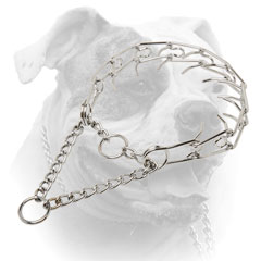 Obedience training pinch collar for American Bulldog