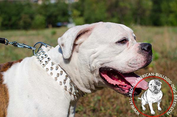 Easy adjustable leather American Bulldog collar