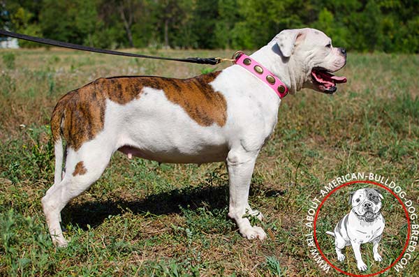 American Bulldog collar painted with pink dye