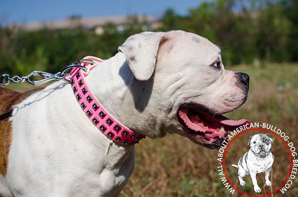 Royal quality pink American Bulldog collar
