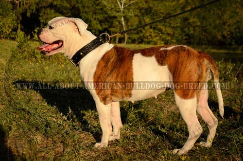 Everyday Extra Strong Leather Collar For American Bulldog