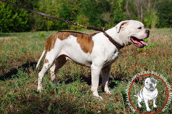 Stylish braided American Bulldog collar