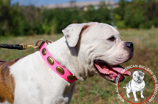 Decorated leather collar for American Bulldog