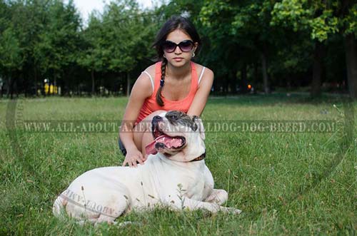 Perfect fit wide leather collar for American Bulldog
