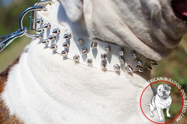 Three rows of spikes on white American Bulldog collar