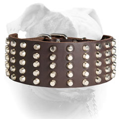 Luxury American Bulldog collar with 5 rows of decorations