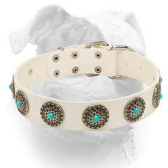 White leather American bulldog collar with blue stones