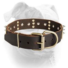 Brass plated buckle and D-ring for American Bulldog collar