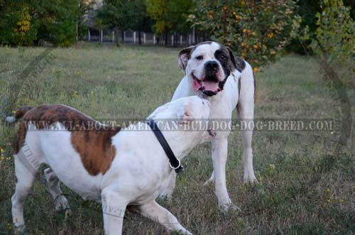 Leather American Bulldog choke collar for multiple use