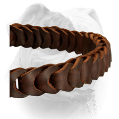 Leather American Bulldog collar with luxury braids