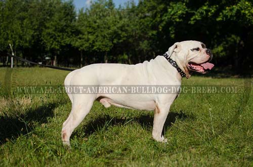 Attractive nickel studs set in 3 rows for leather American Bulldog collar