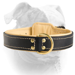 Elegant double stitched leather collar for American Bulldog