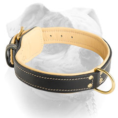 Nappa padded leather American Bulldog collar with brass hardware