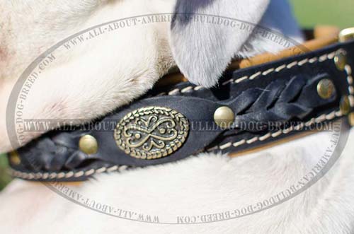 Leather American Bulldog collar 