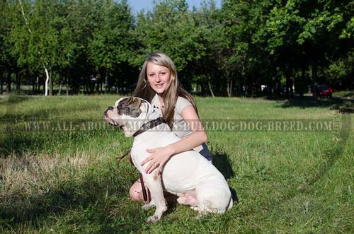 Decorated leather American Bulldog collar