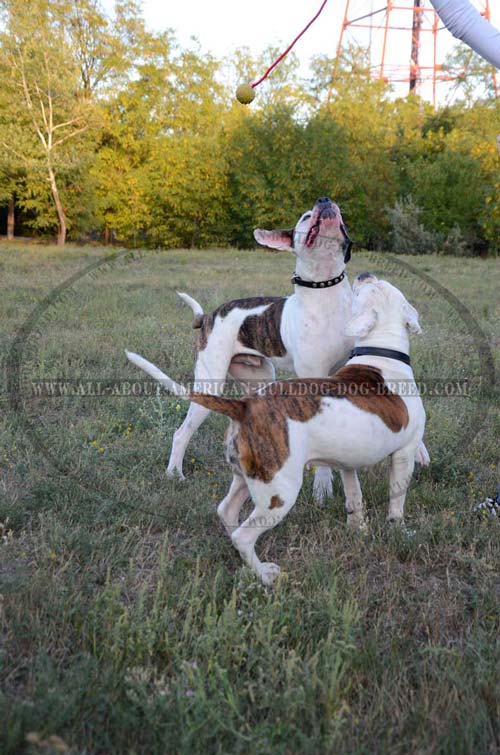 Leather American Bulldog collar