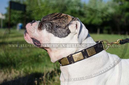 Awesome brass plates and pyramids for leather American Bulldog collar