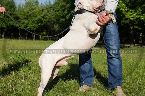 Extra wide stitched leather American Bulldog collar