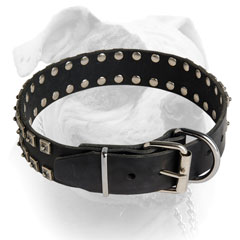 Leather American Bulldog collar with reliable nickel hardware