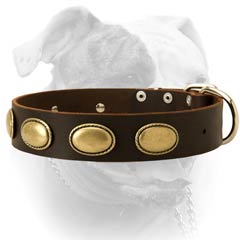 Reliable brass fittings for extra wide leather American Bulldog collar