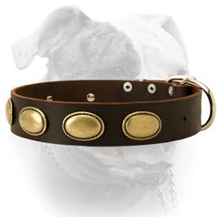 Reliable brass fittings for extra wide leather American Bulldog collar