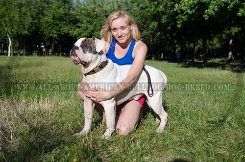 Durable wide leather collar for American Bulldog