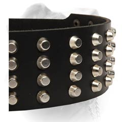 Leather American Bulldog collar with 4 rows of nickel pyramids