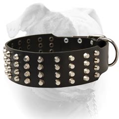 Extra wide leather American Bulldog collar with nickel hardware