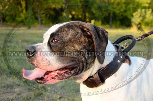 Agitation leather collar for American Bulldog