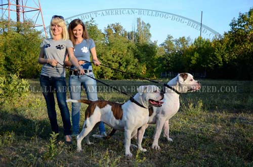 Comfortable braided leather American Bulldog collar for walking
