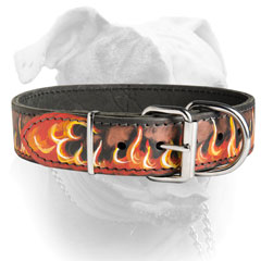 Nickel plated fittings for leather collar for American Bulldog