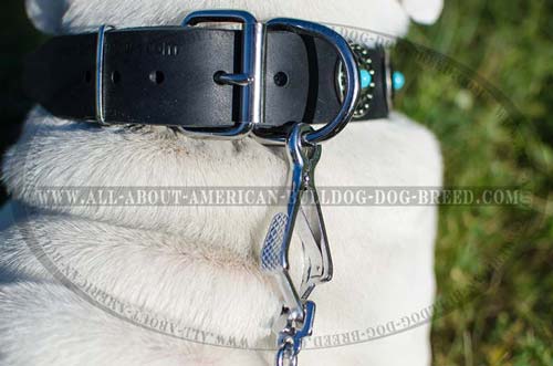 Reliable hardware for wide leather American Bulldog collar