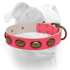Reliable pink leather American Bulldog collar with brass hardware