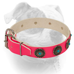 Pink leather American Bulldog collar with nickel plated fittings