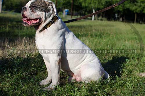 Brass plates and shiny spikes for leather American Bulldog collar