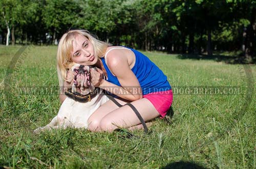 Wide leather American Bulldog collar