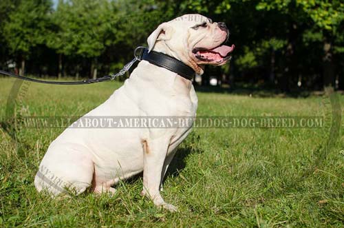 Soft inside padding for leather American Bulldog collar