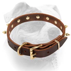Elegant leather collar with brass spikes for American Bulldog