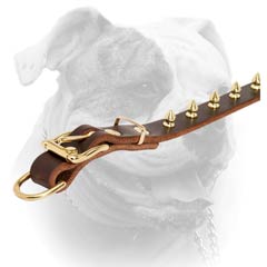 Leather American Bulldog collar with brass plated buckle and D-ring