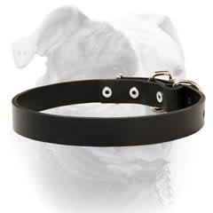 Leather Collar With Buckle For American Bulldog.