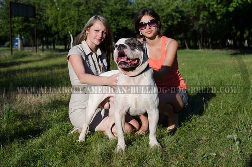 Comfortable leather American Bulldog collar for walking